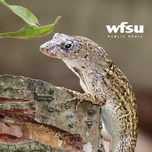Image post by @wfsupublicmedia on Instagram