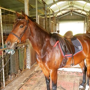 Image post by @performancesaddlefitssthsydney on Instagram