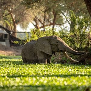 Image post by @chiawasafaris on Instagram