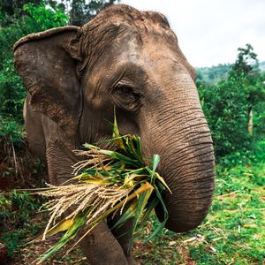 Image post by @animalplanet on Instagram