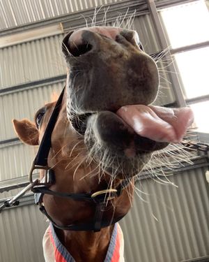Image post by @snaffle_it on Instagram