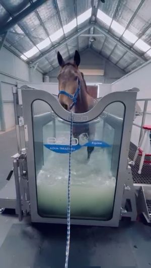 Video post by @gundyparkequine on Instagram