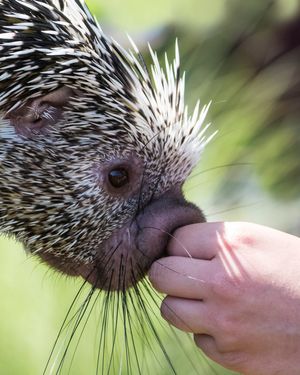 Image post by @animalplanet on Instagram