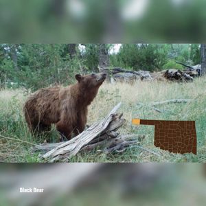 Image post by @okwildlifedept on Instagram