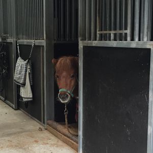 Image post by @snaffle_it on Instagram