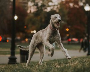 Image post by @thesavannahwolfhound on Instagram