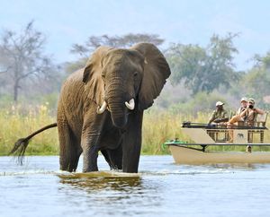 Image post by @chiawasafaris on Instagram