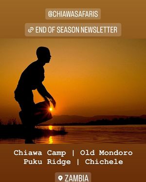 Image post by @chiawasafaris on Instagram