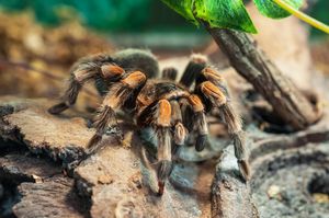 Image post by @animalplanet on Instagram