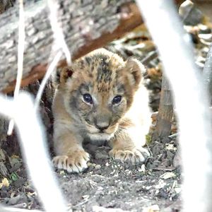 Image post by @chiawasafaris on Instagram