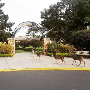 Image post by @pebblebeachresorts on Instagram