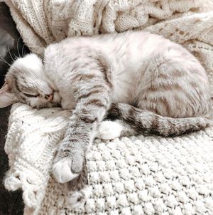 Image post by @evolvepetfood on Instagram