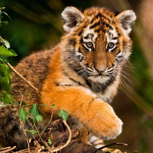 Image post by @animalplanet on Instagram