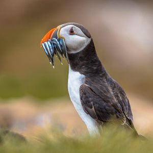 Image post by @discovery on Instagram