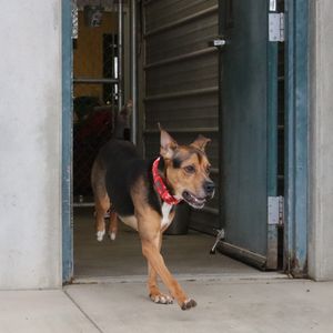 Image post by @whitmanpets on Instagram