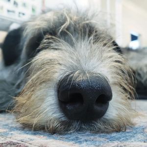 Image post by @thesavannahwolfhound on Instagram