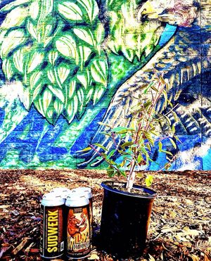 Image post by @sudwerkbrew on Instagram