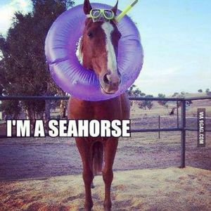 Image post by @seahorsecases on Instagram