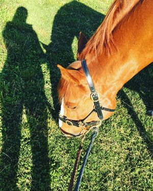 Image post by @snaffle_it on Instagram