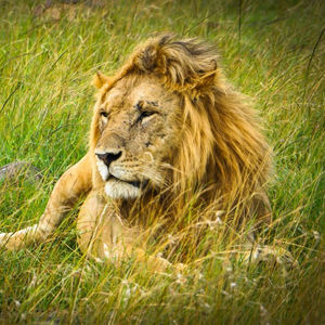 Image post by @animalplanet on Instagram