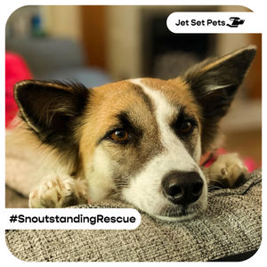 Image post by @jetsetpets on Instagram
