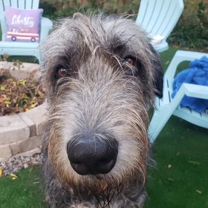 Image post by @thesavannahwolfhound on Instagram