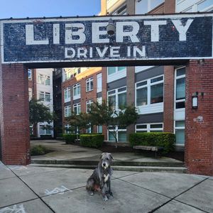 Image post by @thesavannahwolfhound on Instagram