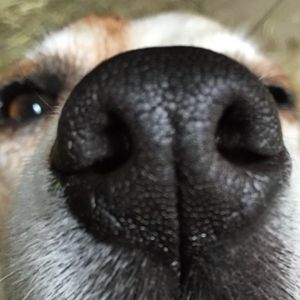 Image post by @snaffle_it on Instagram