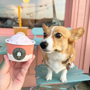 Image post by @ziggy_thecorg on Instagram