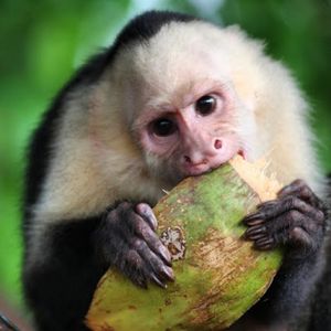 Image post by @animalplanet on Instagram