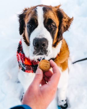 Image post by @triumphpetfood on Instagram