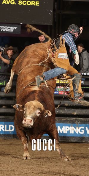 Image post by @pbr on TikTok