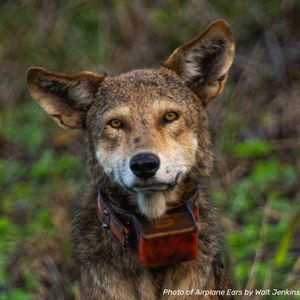 Image post by @centerforbiodiv on Instagram