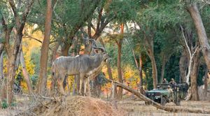Image post by @chiawasafaris on Instagram