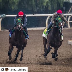 Image post by @thebloodhorse on Instagram