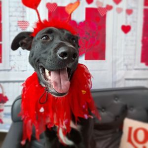 Image post by @alldogsunleashed_clt on Instagram