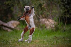 Image post by @animalplanet on Instagram