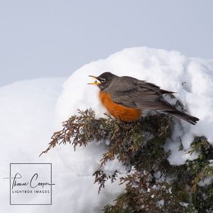 Image post by @lightboximages on Instagram