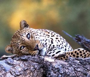 Image post by @chiawasafaris on Instagram