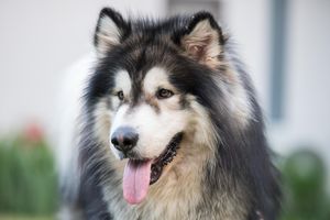 Image post by @animalplanet on Instagram