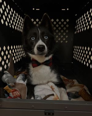 Image post by @tux_the_blue_pomsky on Instagram