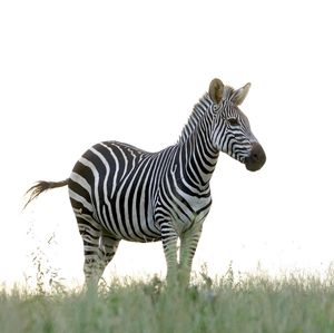 Image post by @chiawasafaris on Instagram