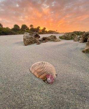 Image post by @visitsarasotacounty on Instagram