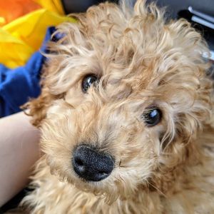 Image post by @lydiashirley on Instagram