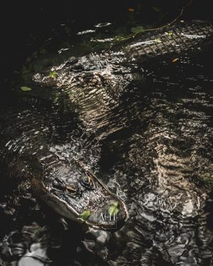 Image post by @achcaptures on Instagram