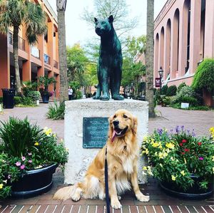 Image post by @collegeofcharleston on Instagram