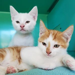 Image post by @whitmanpets on Instagram