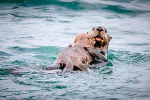 Image post by @animalplanet on Instagram
