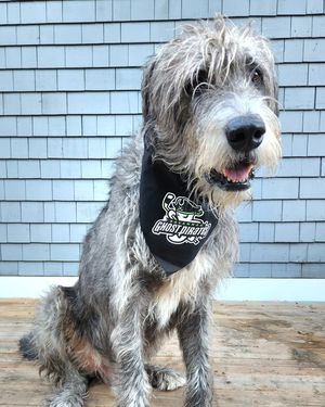 Image post by @thesavannahwolfhound on Instagram