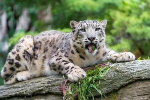 Image post by @animalplanet on Instagram